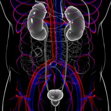 Human Urinary System Kidneys with Bladder Anatomy For Medical Concept 3D Rend Stock Illustration
