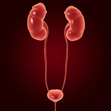 Human Urinary System Kidneys with Bladder Anatomy For Medical Concept 3D Illustrazione stock