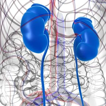 Human Urinary System Kidneys with Bladder Anatomy For Medical Concept 3D Illustrazione stock
