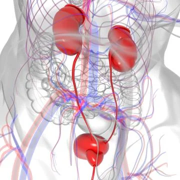 Human Urinary System Kidneys with Bladder Anatomy For Medical Concept 3D Stock Illustration