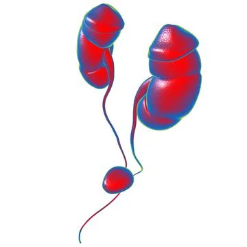 Human Urinary System Kidneys with Bladder Anatomy For Medical Concept 3D Rend Stock Illustration