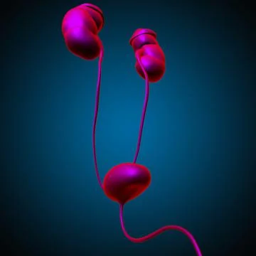 Human Urinary System Kidneys with Bladder Anatomy For Medical Concept 3D Rend 스톡 일러스트