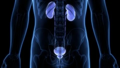 Human Urinary System Kidneys with Bladder Anatomy Stock Illustration
