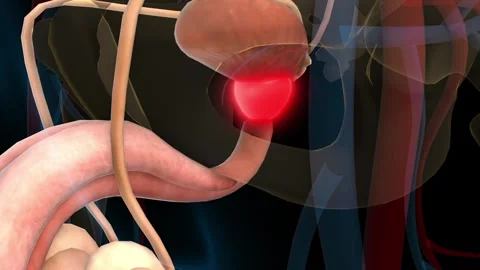 Human urinary system prostate gland anatomy for medical concept 3D rendering Stock Footage 307906412