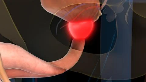 Human urinary system prostate gland anatomy for medical concept 3D rendering Stock Illustration