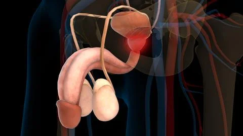 Human urinary system prostate gland anatomy for medical concept 3D rendering Stock Illustration