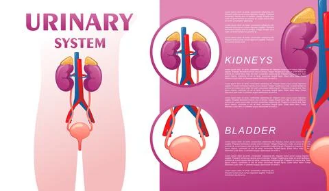 Human urinary system schematic illustration Stock Illustration