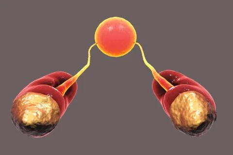 Human urinary system, top view, kidneys and urinary bladder Illustrazione stock