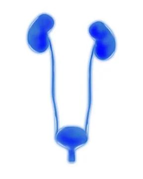Human urinary system on white background, vector illustration Stock Photos