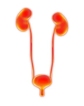 Human urinary system on white background, vector illustration Stock Photos