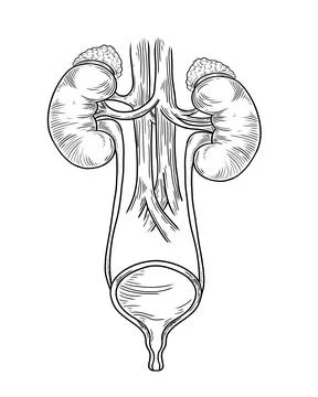 Human urinary system on white background, vector illustration Stock Photos