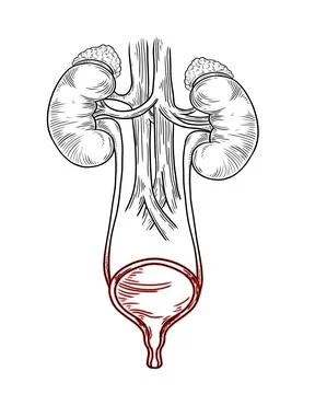 Human urinary system on white background, vector illustration Stock Photos