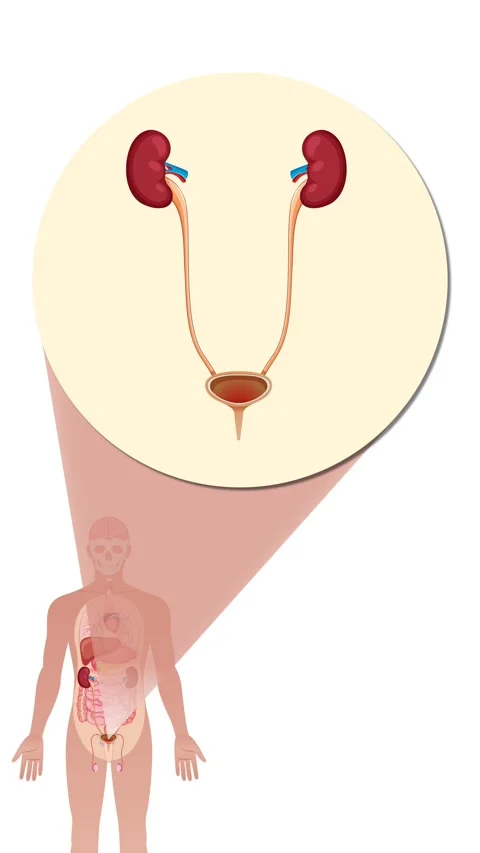 Human Urinary System Zoom-In Animation S... | Stock Video | Pond5