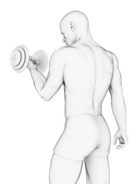 Human using hand weight, artwork Stock Illustration