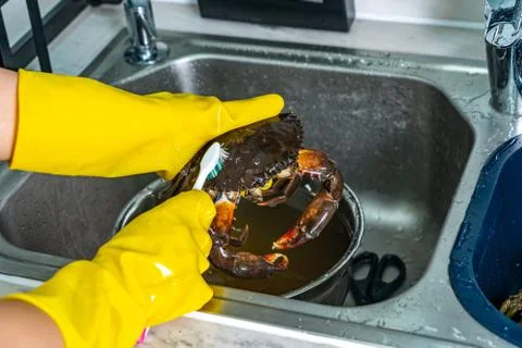 Human using toothbrush to clean crab's shell in the sink Foto stock