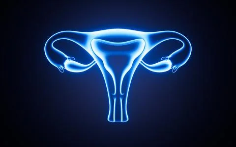 Human uterus model, 3d rendering. Foto stock