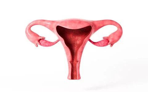 Human uterus model, 3d rendering. Foto stock