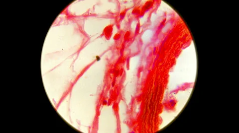 Human Vascular System 2000x Stock Footage 39808098