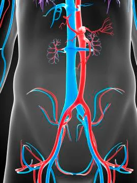 Human vascular system, artwork Stock Illustration