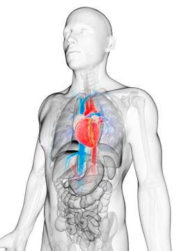 Human vascular system, artwork Illustrazione stock