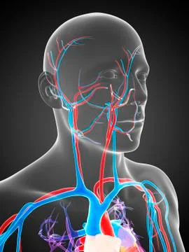Human vascular system, artwork Stock Illustration