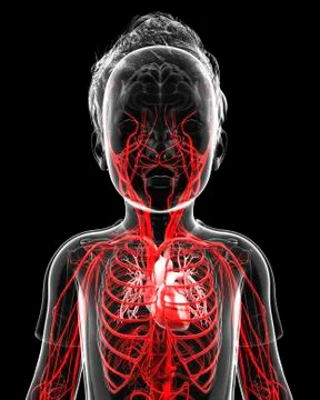 Human vascular system, artwork Stock Illustration