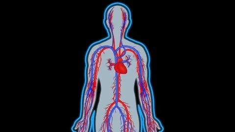 Human Vascular System Stock Footage 258598101