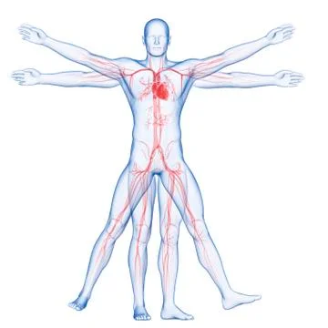 Human vascular system, illustration Stock Illustration