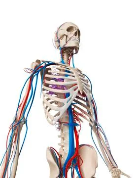 Human vascular system, illustration 스톡 일러스트