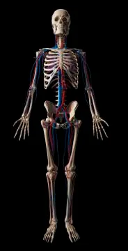 Human vascular system, illustration Stock Illustration