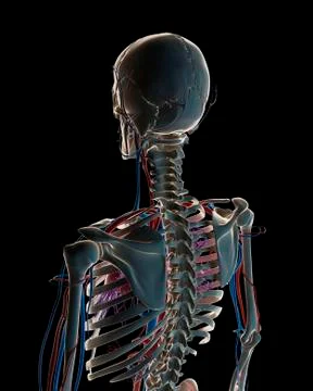 Human vascular system, illustration Stock Illustration