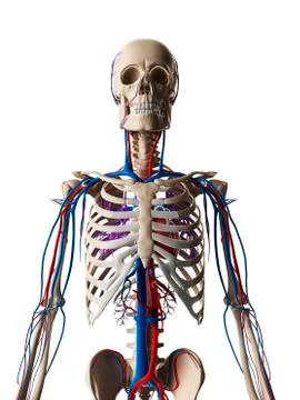 Human vascular system, illustration Stock Illustration