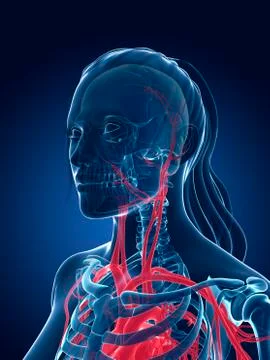 Human vascular system, illustration Stock Illustration