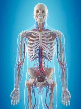 Human vascular system, illustration Stock Illustration