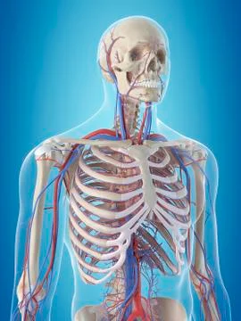 Human vascular system, illustration Stock Illustration