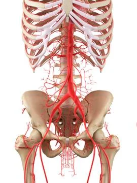 Human vascular system, illustration Stock Illustration