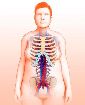 Human vascular system, illustration Stock Illustration