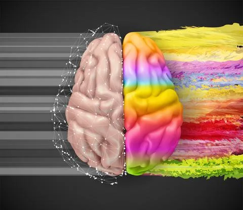 Human vector brain. mesh. logical and creative hemispheres. bright colors. le Stock Illustration