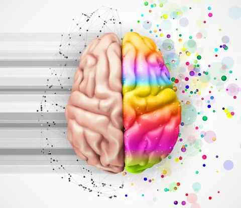 Human vector brain. mesh. logical and creative hemispheres. bright colors. le Stock Illustration