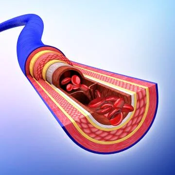 Human vein, artwork Stock Illustration