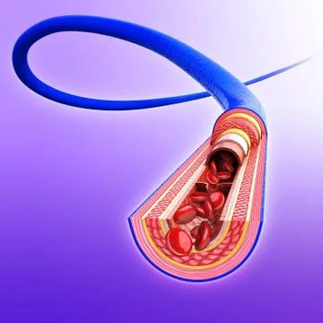 Human vein, artwork Stock Illustration