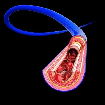Human vein, artwork Stock Illustration