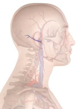 Human vein, illustration Stock Illustration