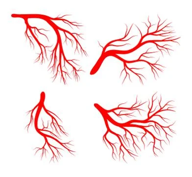 Human vein set vector symbol icon design. Stock Illustration