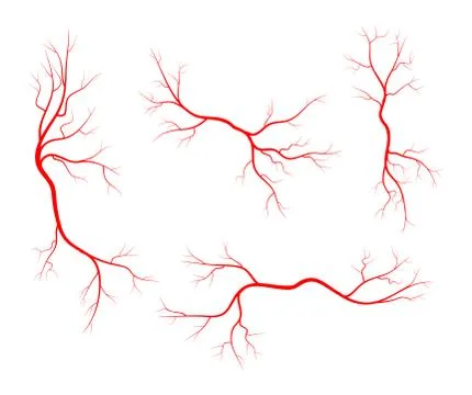 Human vein, vessel set vector symbol icon design. Stock Illustration