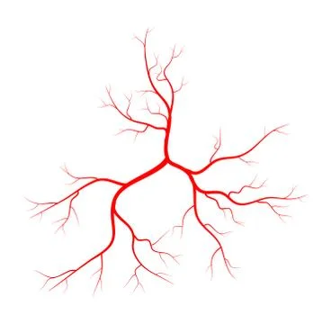 Human vein, vessel vector symbol icon design. Stock Illustration