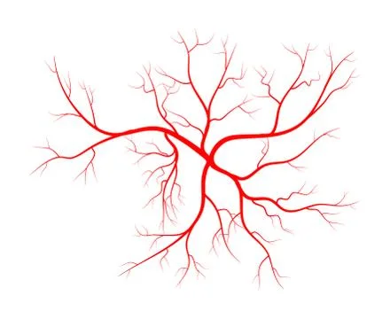 Human vein, vessel vector symbol icon design. Stock-Illustration
