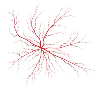 Human vein, vessel vector symbol icon design. Stock-Illustration