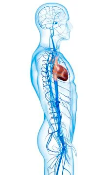 Human veins; artwork Stock Illustration