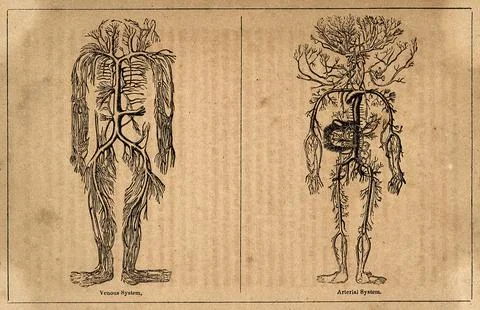 The human venous and arterial systems. Engraving, after engravings by M. Va.. Stock Illustration